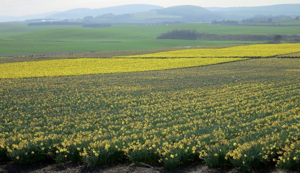Narcissus production in NE Scotland